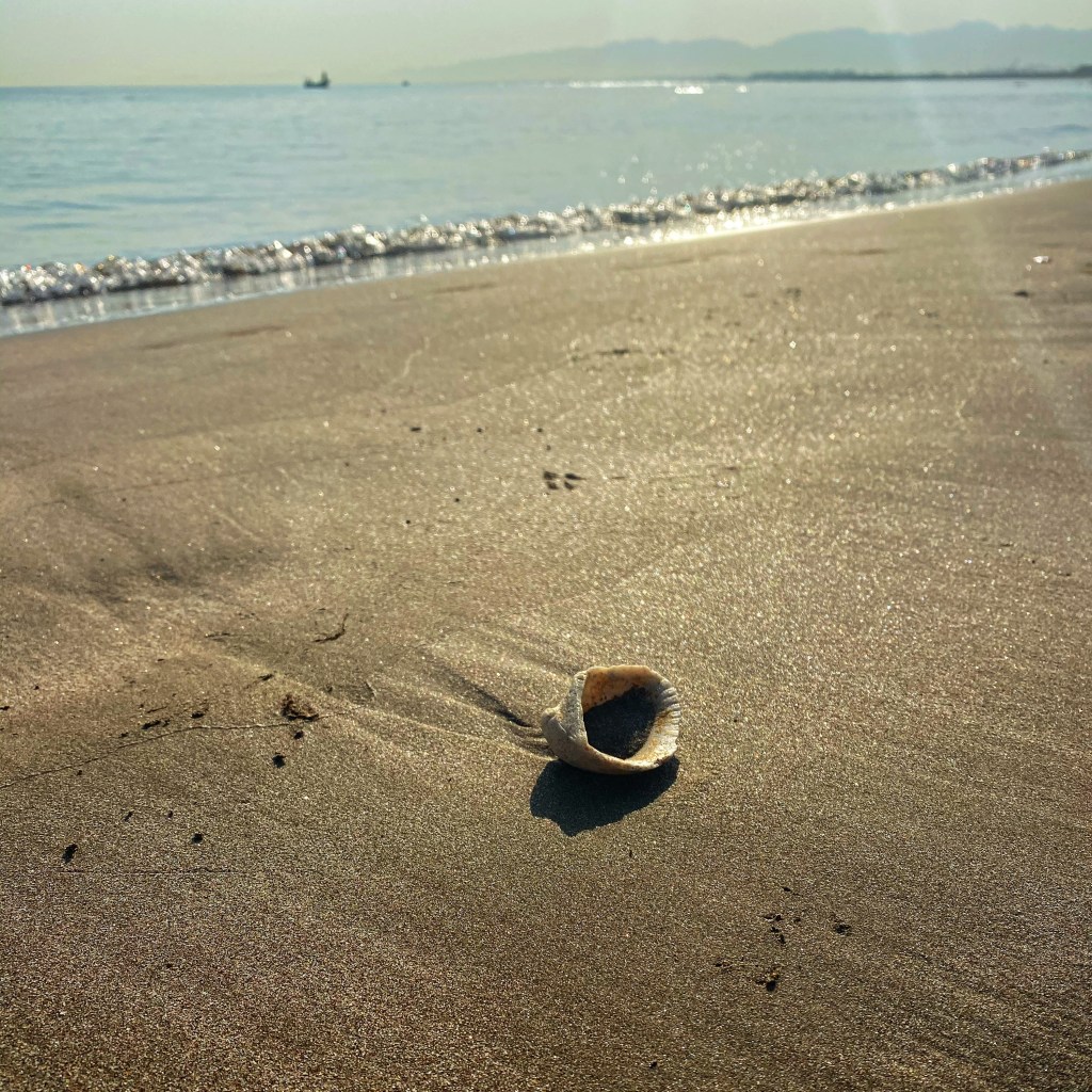 Anna Collects Seashells on the Sea Shore